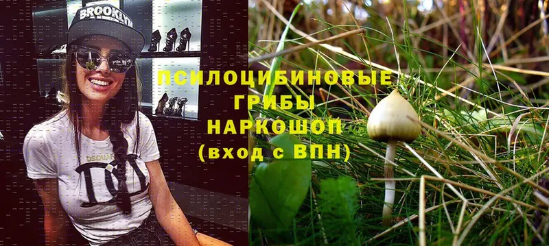 mega ссылка  Бавлы  Галлюциногенные грибы Psilocybe  закладки 